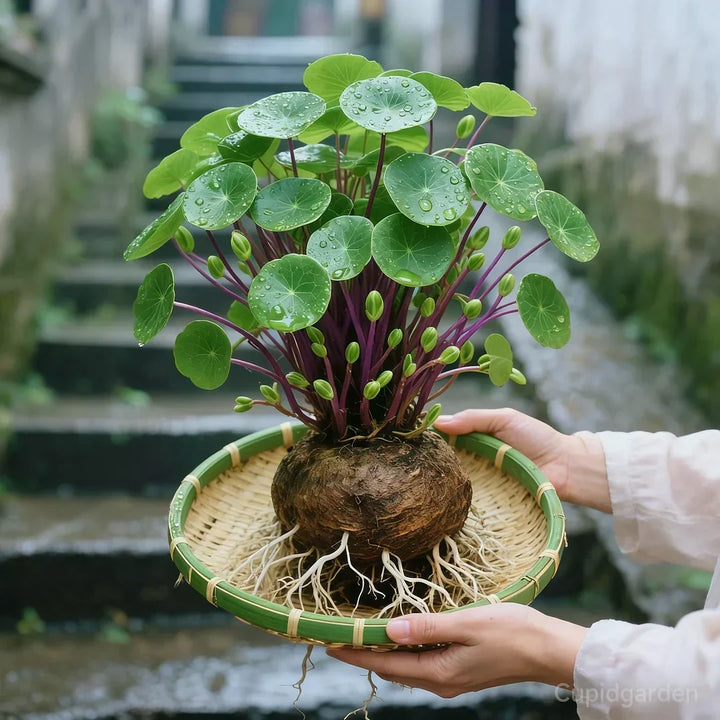 🎈🪴Red Rattan Stephania Erecta: The Strongest Indoor Plant for Lazy People🌿
