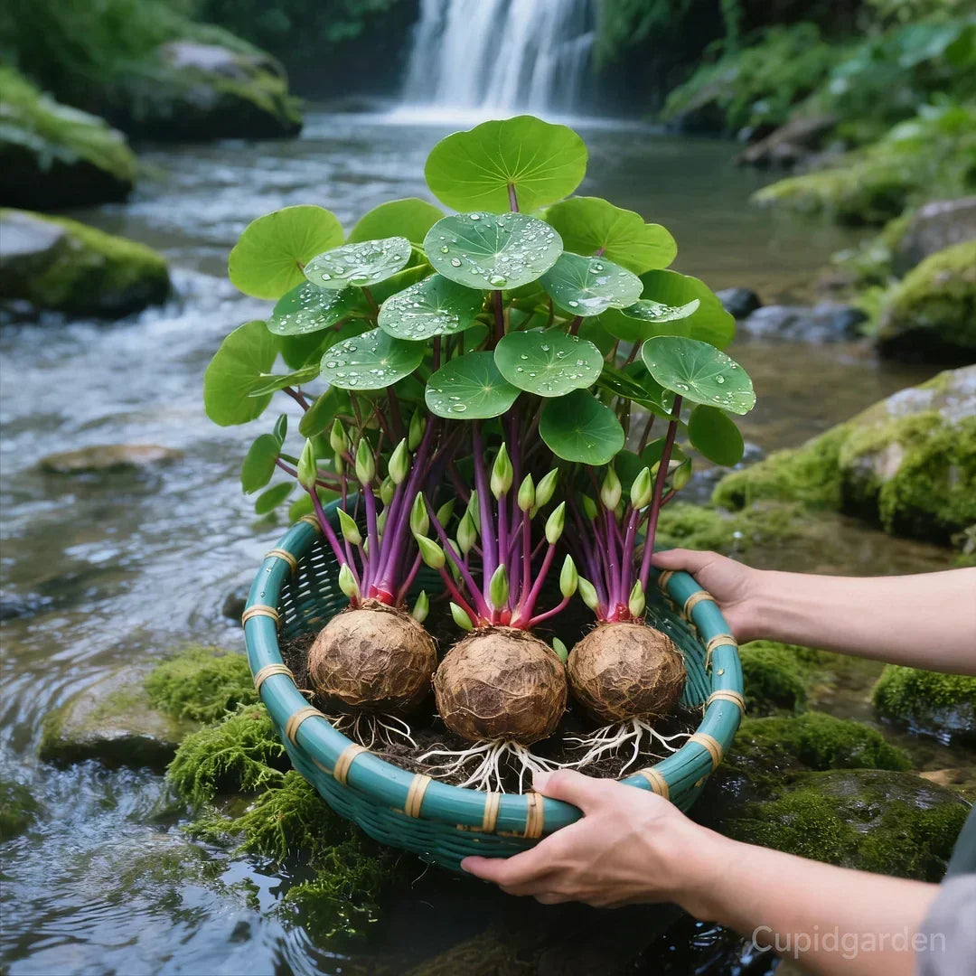 🎈🪴Red Rattan Stephania Erecta: The Strongest Indoor Plant for Lazy People🌿