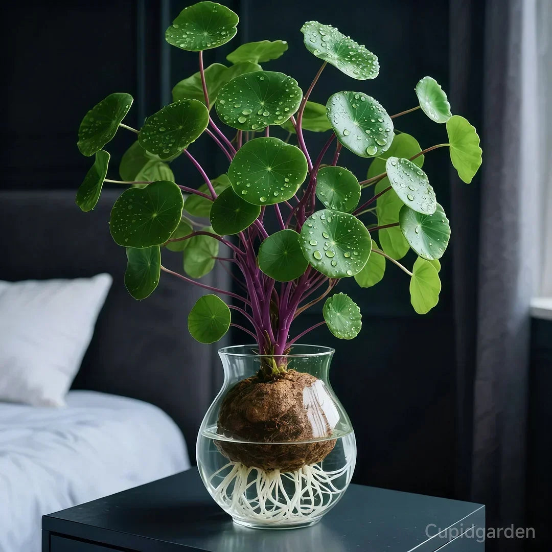 🎈🪴Red Rattan Stephania Erecta: The Strongest Indoor Plant for Lazy People🌿