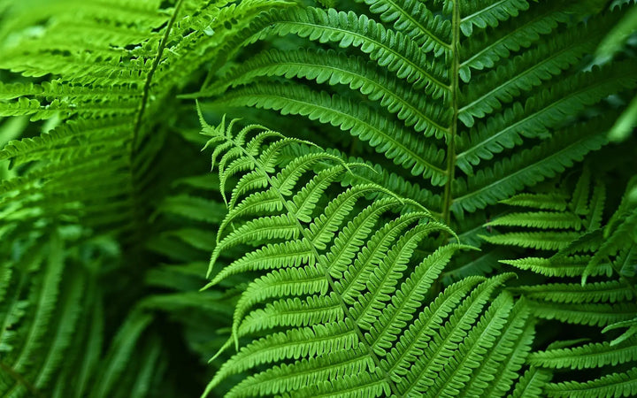 EverVerde UV-Resistant Artificial Boston Fern Set of 18