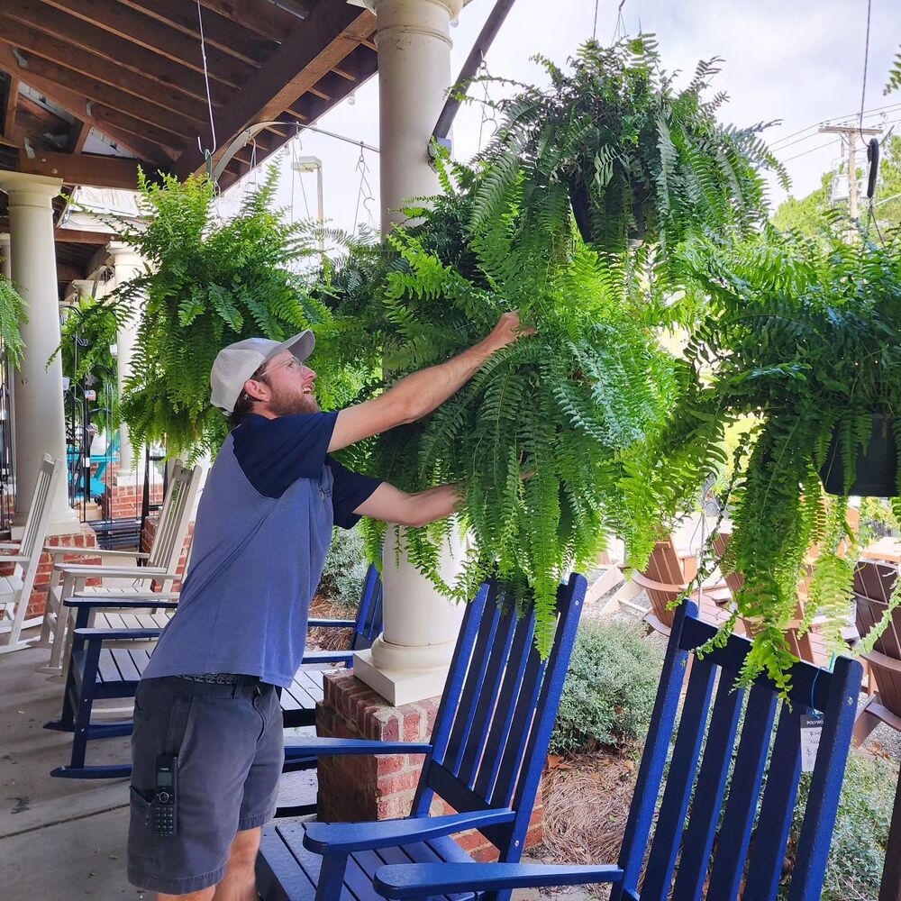 EverVerde UV-Resistant Artificial Boston Fern Set of 18