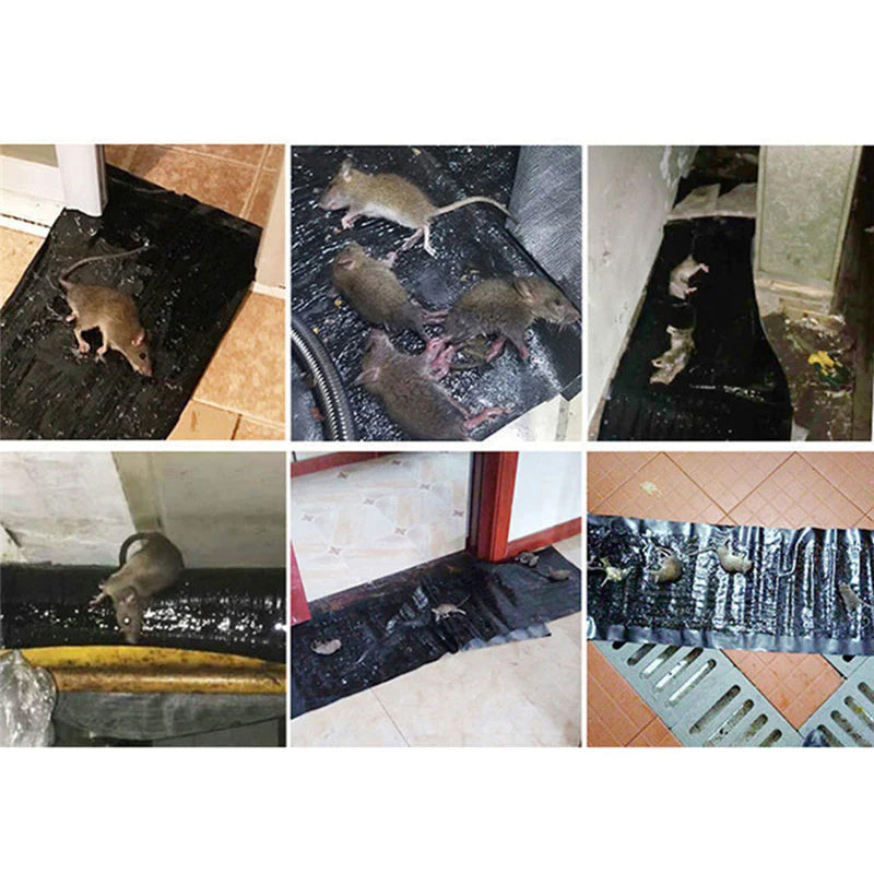 Mouse Trap with Strong Adhesive and Hygienic Design