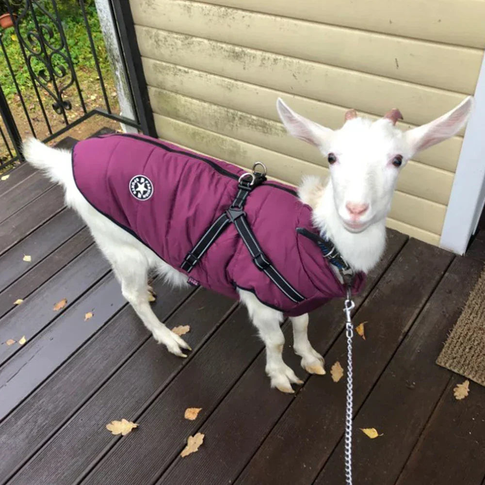 Frost Protection for Your Pet