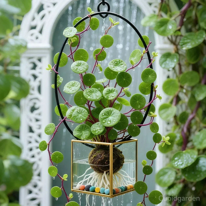 🎈🪴Red Rattan Stephania Erecta: The Strongest Indoor Plant for Lazy People🌿