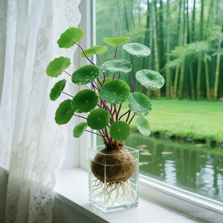 🎈🪴Red Rattan Stephania Erecta: The Strongest Indoor Plant for Lazy People🌿