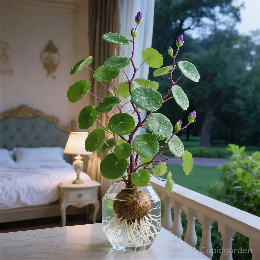 🎈🪴Red Rattan Stephania Erecta: The Strongest Indoor Plant for Lazy People🌿