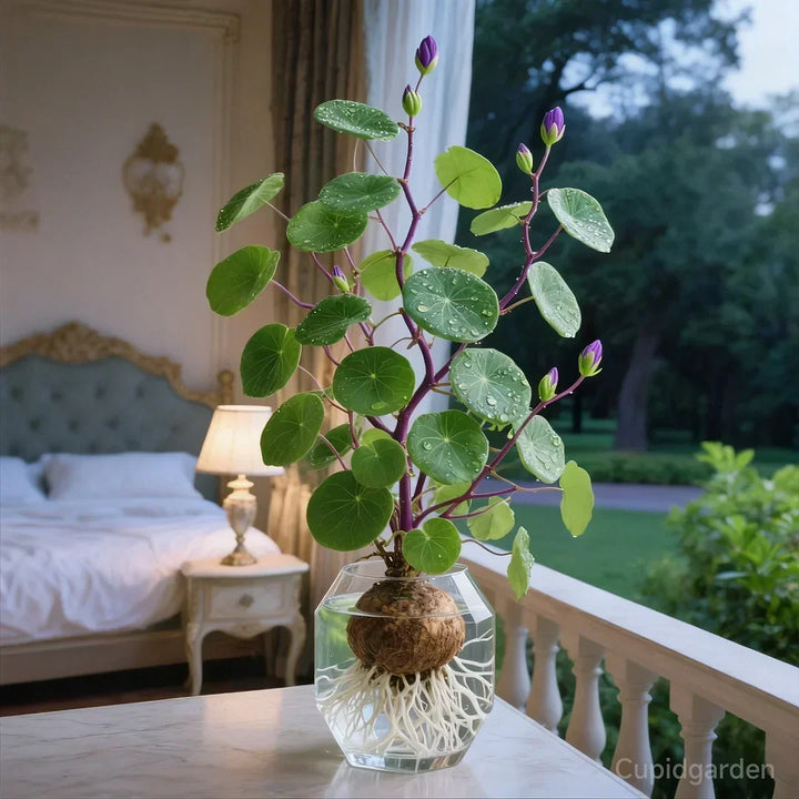 🎈🪴Red Rattan Stephania Erecta: The Strongest Indoor Plant for Lazy People🌿
