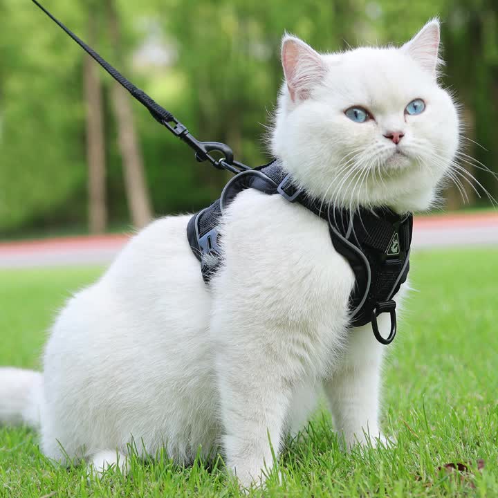 Reflective Cat Harness and Leash Set – Ideal for Walks and Training