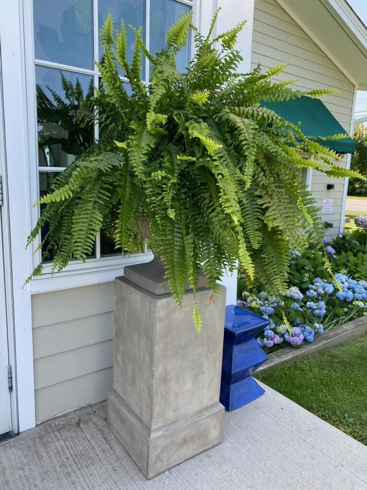 EverVerde UV-Resistant Artificial Boston Fern Set of 18