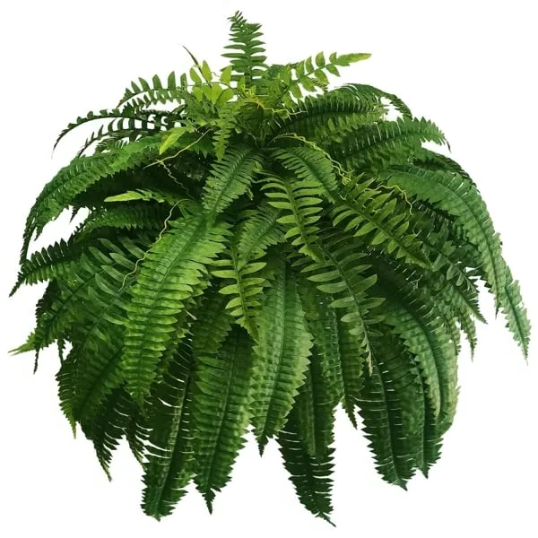 EverVerde UV-Resistant Artificial Boston Fern Set of 18