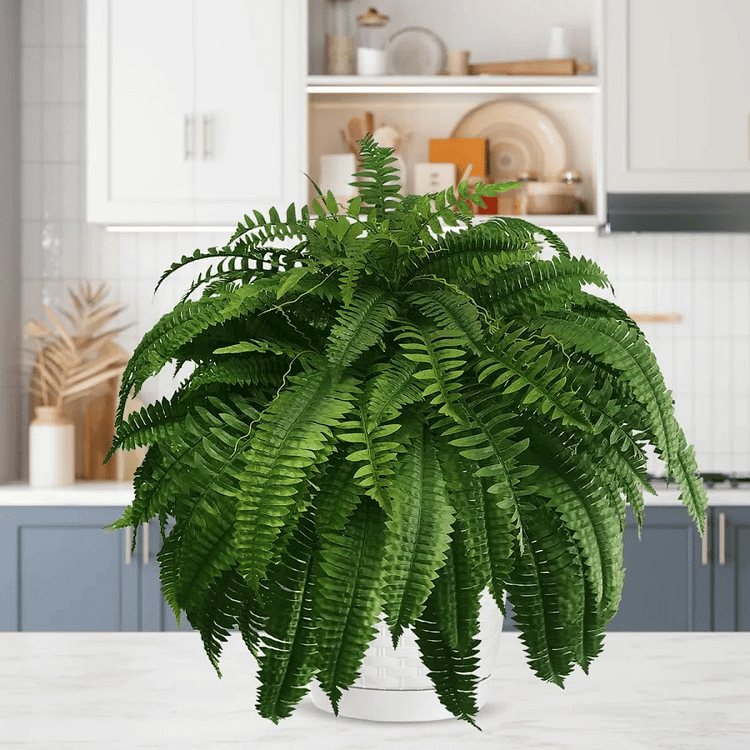 EverVerde UV-Resistant Artificial Boston Fern Set of 18